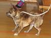 Hundeudstilling i Herlufmagle Hallen. 