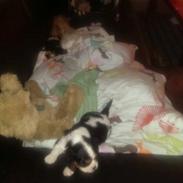 Hvalpe King Charles Cavalier