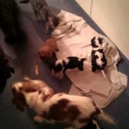 Hvalpe King Charles Cavalier