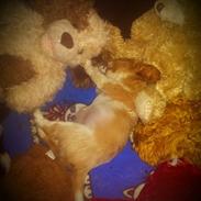 Hvalpe King Charles Cavalier