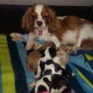 Hvalpe King Charles Cavalier