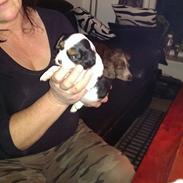 Hvalpe King Charles Cavalier