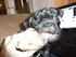 Min fjollehund