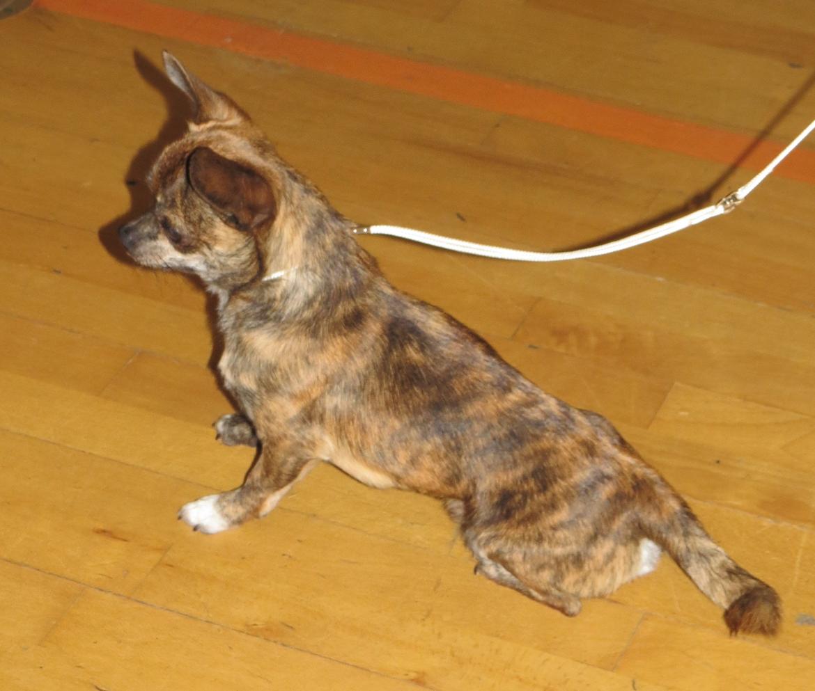 Hundeudstilling i Herlufmagle Hallen.  billede 6