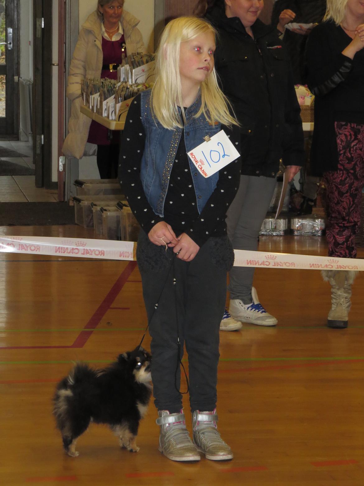 Hundeudstilling i Herlufmagle Hallen.  billede 35