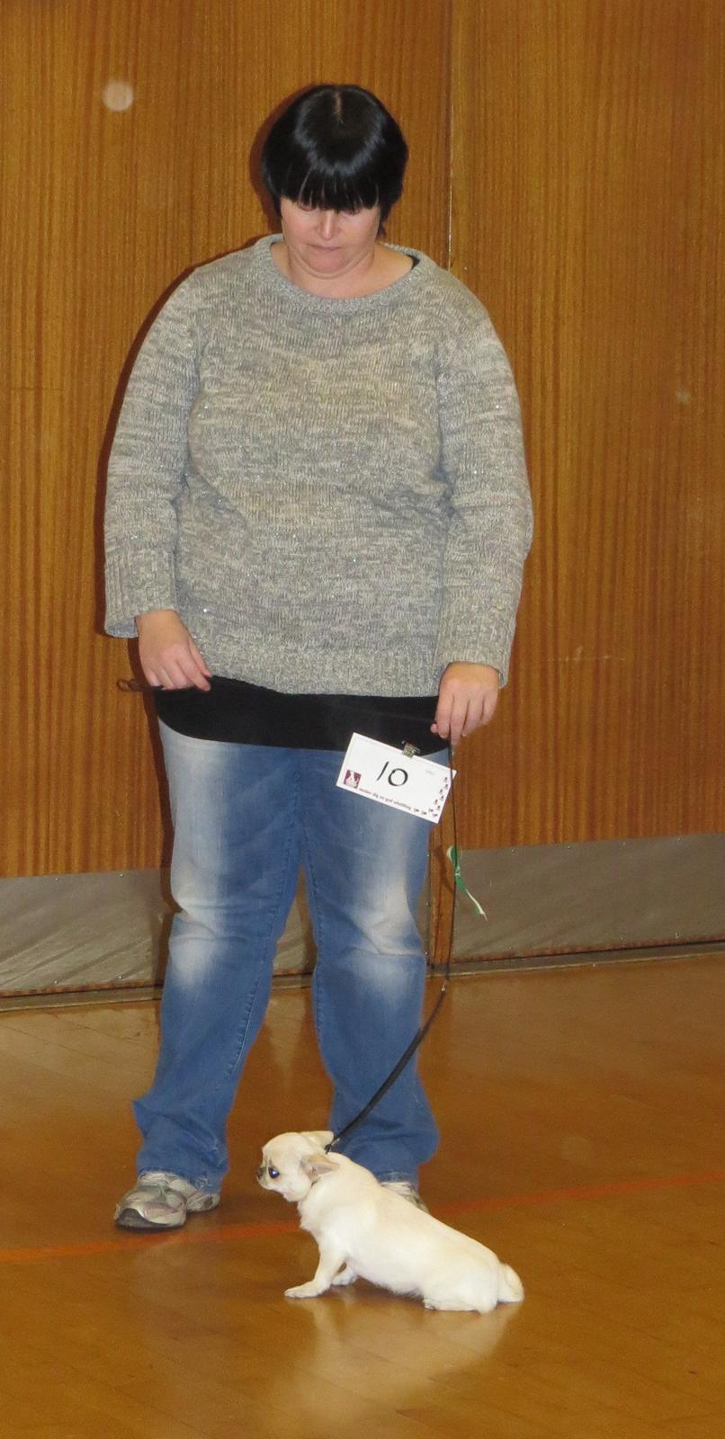 Hundeudstilling i Herlufmagle Hallen.  billede 123