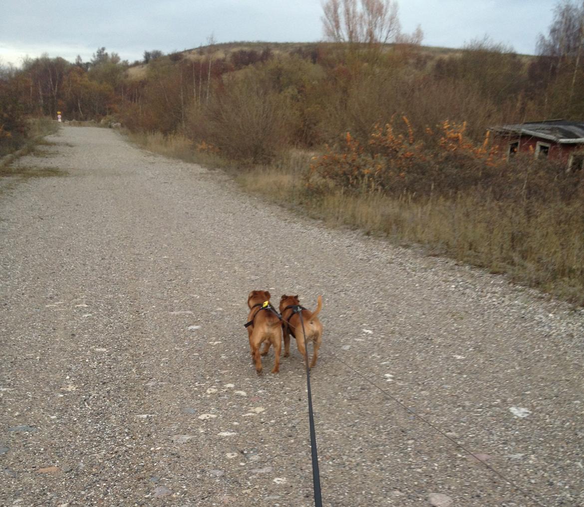 Elo`s HundeLiv - på tur med brødrene :)  billede 15