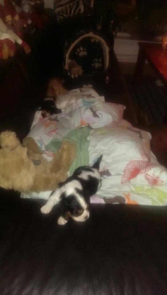 Hvalpe King Charles Cavalier billede 1