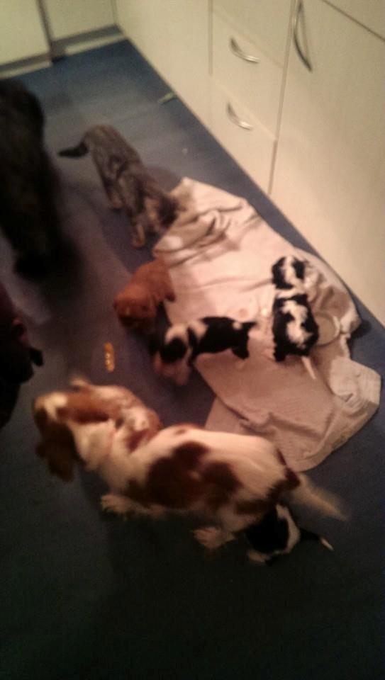 Hvalpe King Charles Cavalier billede 2