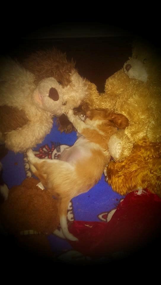 Hvalpe King Charles Cavalier billede 3