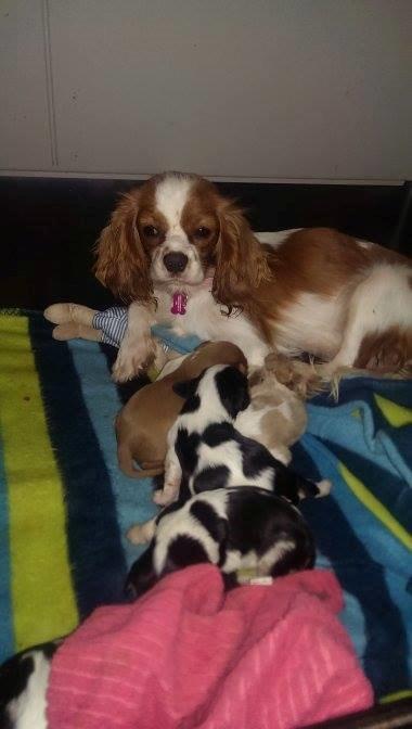 Hvalpe King Charles Cavalier billede 4