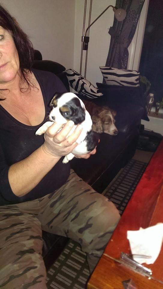 Hvalpe King Charles Cavalier billede 5