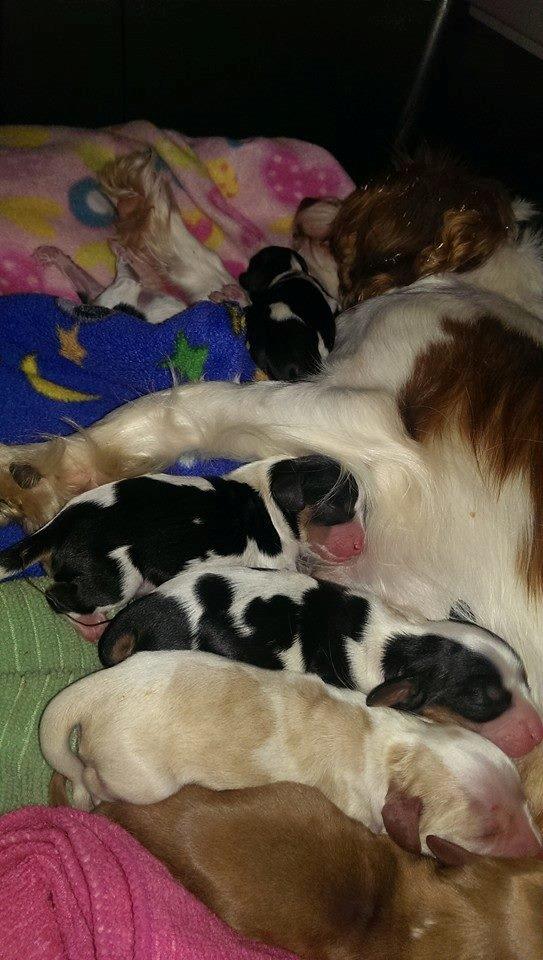 Hvalpe King Charles Cavalier billede 6