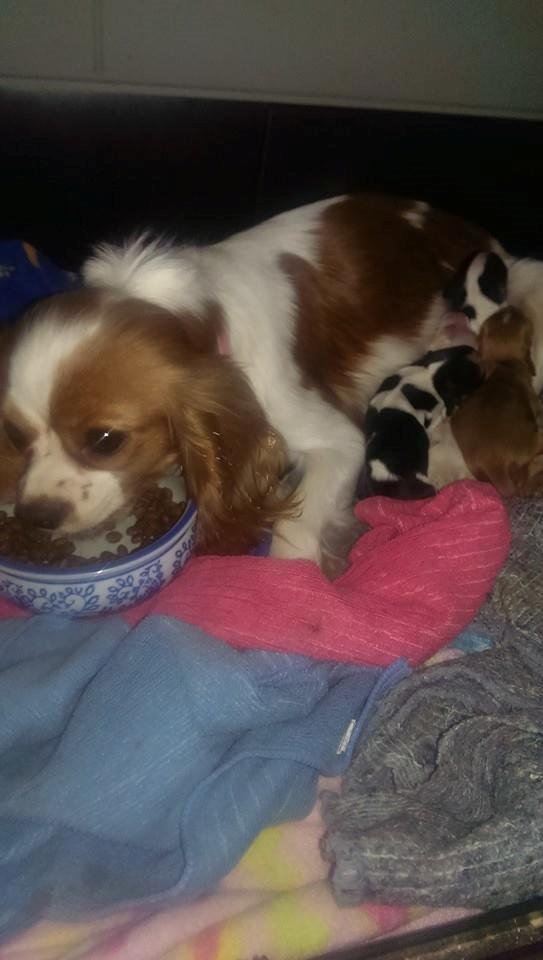 Hvalpe King Charles Cavalier billede 7