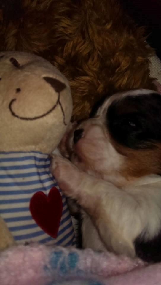 Hvalpe King Charles Cavalier billede 8