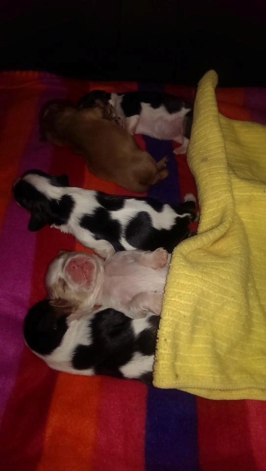 Hvalpe King Charles Cavalier billede 9