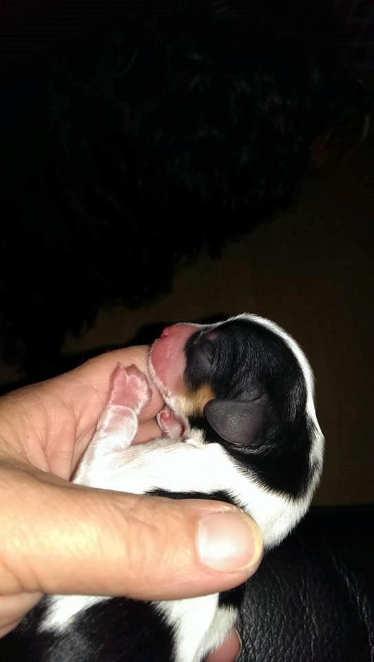 Hvalpe King Charles Cavalier billede 10