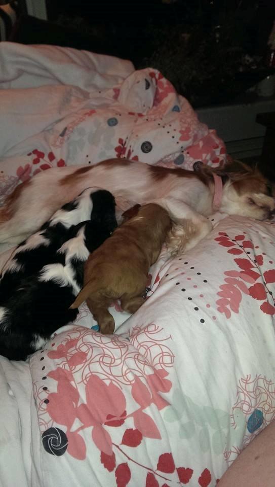 Hvalpe King Charles Cavalier billede 11