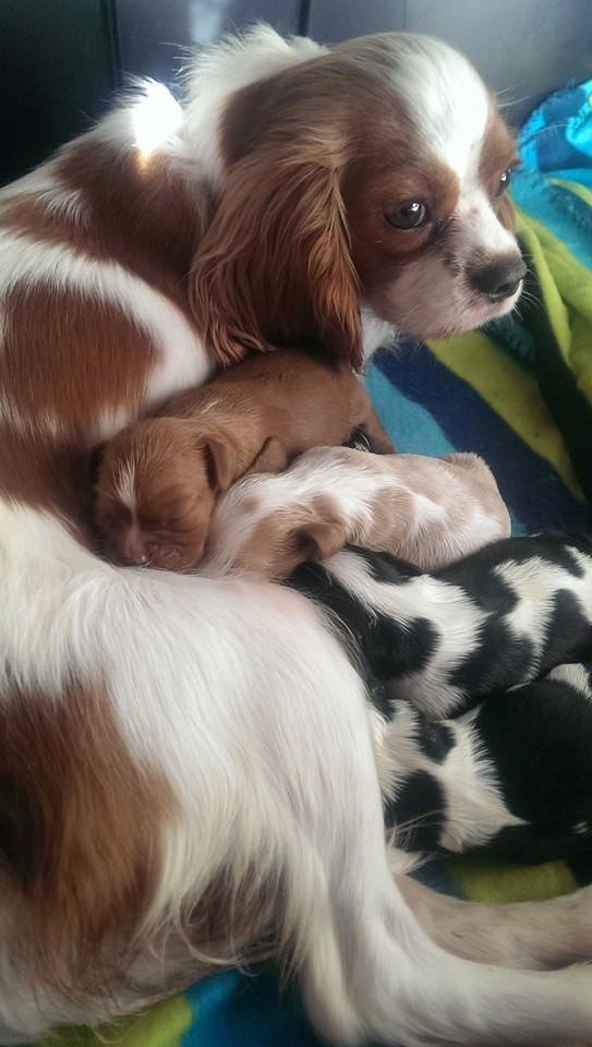 Hvalpe King Charles Cavalier billede 12