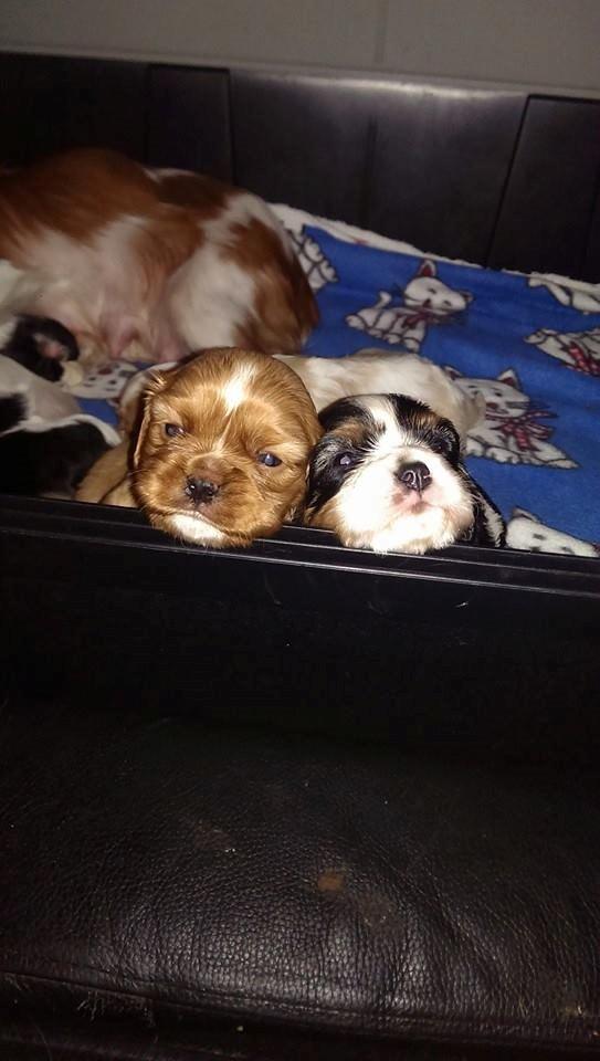 Hvalpe King Charles Cavalier billede 13