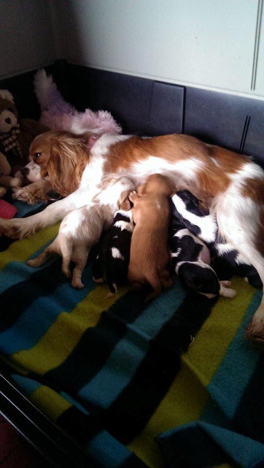 Hvalpe King Charles Cavalier billede 14