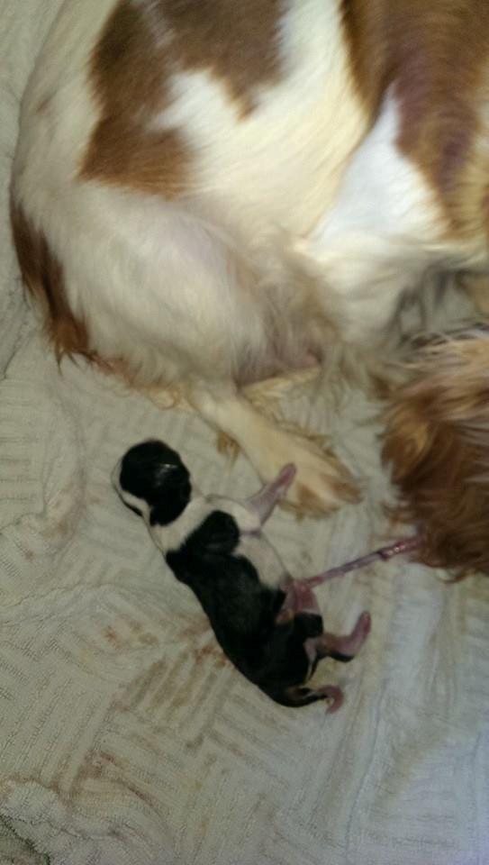 Hvalpe King Charles Cavalier billede 15