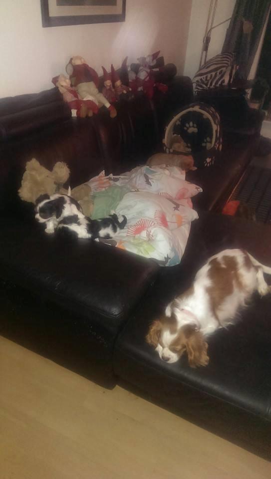 Hvalpe King Charles Cavalier billede 16