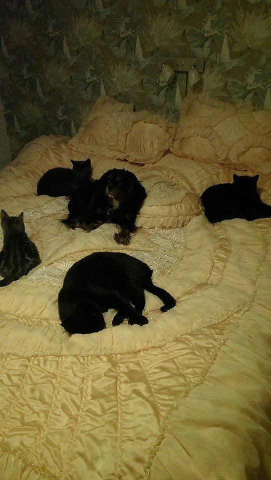 Hvalpe King Charles Cavalier billede 17