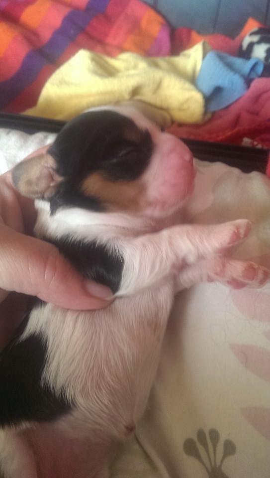 Hvalpe King Charles Cavalier billede 18