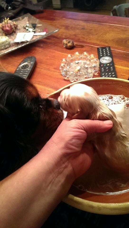 Hvalpe King Charles Cavalier billede 19