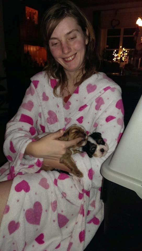 Hvalpe King Charles Cavalier billede 20