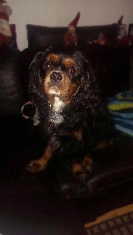 Hvalpe King Charles Cavalier billede 21