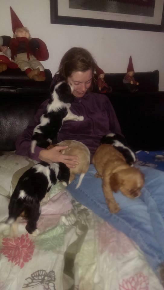 Hvalpe King Charles Cavalier billede 22