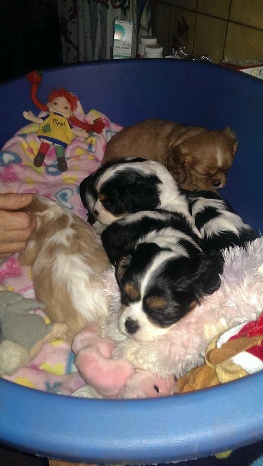 Hvalpe King Charles Cavalier billede 23