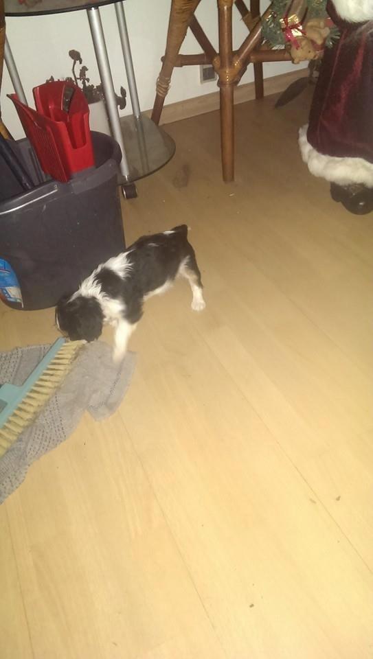 Hvalpe King Charles Cavalier billede 24