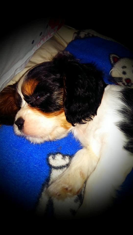 Hvalpe King Charles Cavalier - Freja billede 25