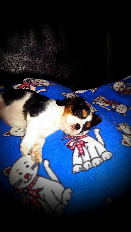 Hvalpe King Charles Cavalier - Freja billede 26