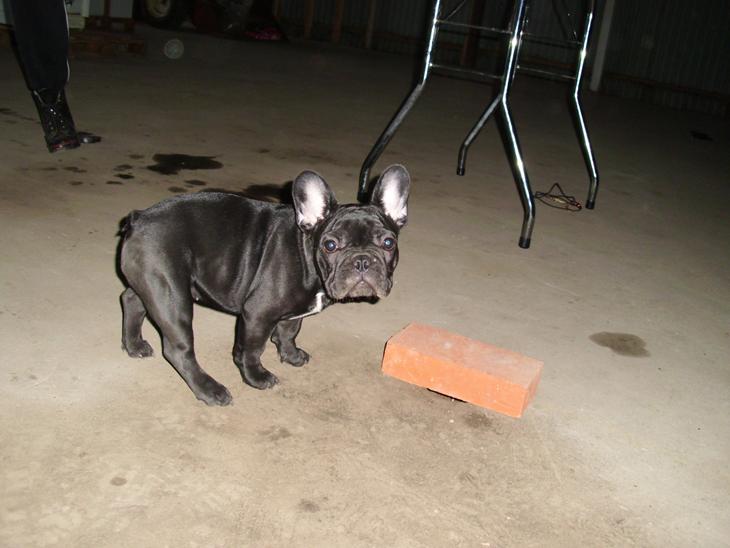 {{currentPhoto.altText}} billede {{currentPhoto.number}}