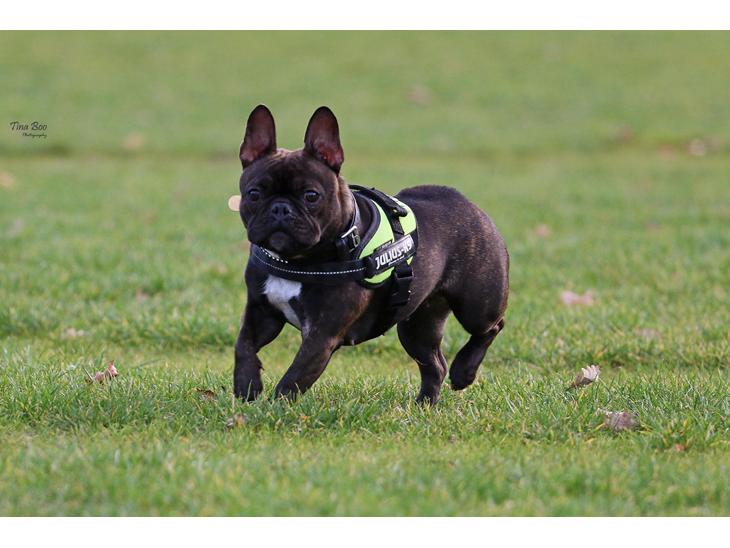 {{currentPhoto.altText}} billede {{currentPhoto.number}}