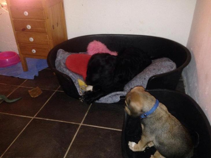 {{currentPhoto.altText}} billede {{currentPhoto.number}}