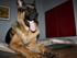 Schæferhund der gaber :-)