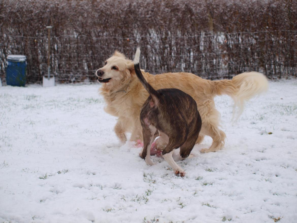 Wapzi<3 R.I.P.† 1 Maj 2020 † billede 32