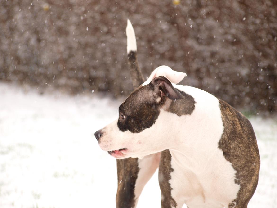 Wapzi<3 R.I.P.† 1 Maj 2020 † billede 35