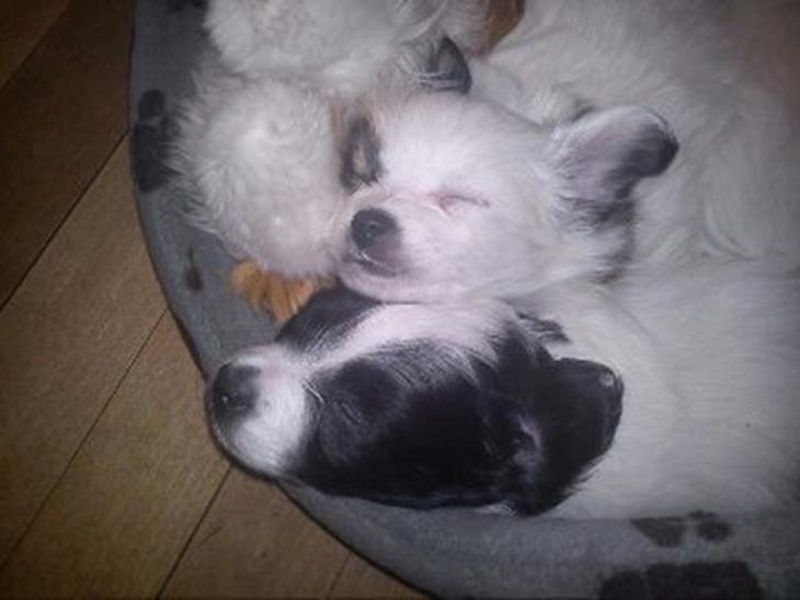 {{currentPhoto.altText}} billede {{currentPhoto.number}}