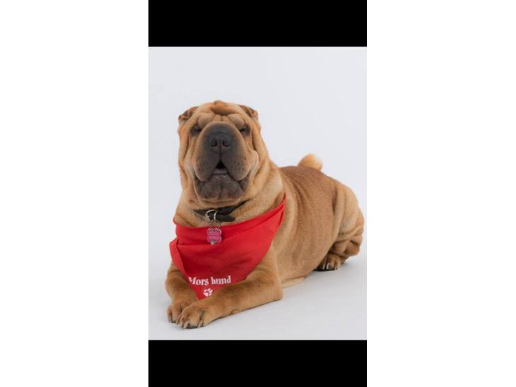 {{currentPhoto.altText}} billede {{currentPhoto.number}}