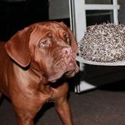 Maude fra lille baby til nu 