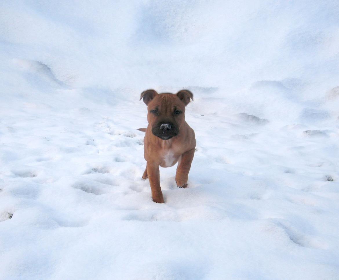 Elo`s HundeLiv billede 49