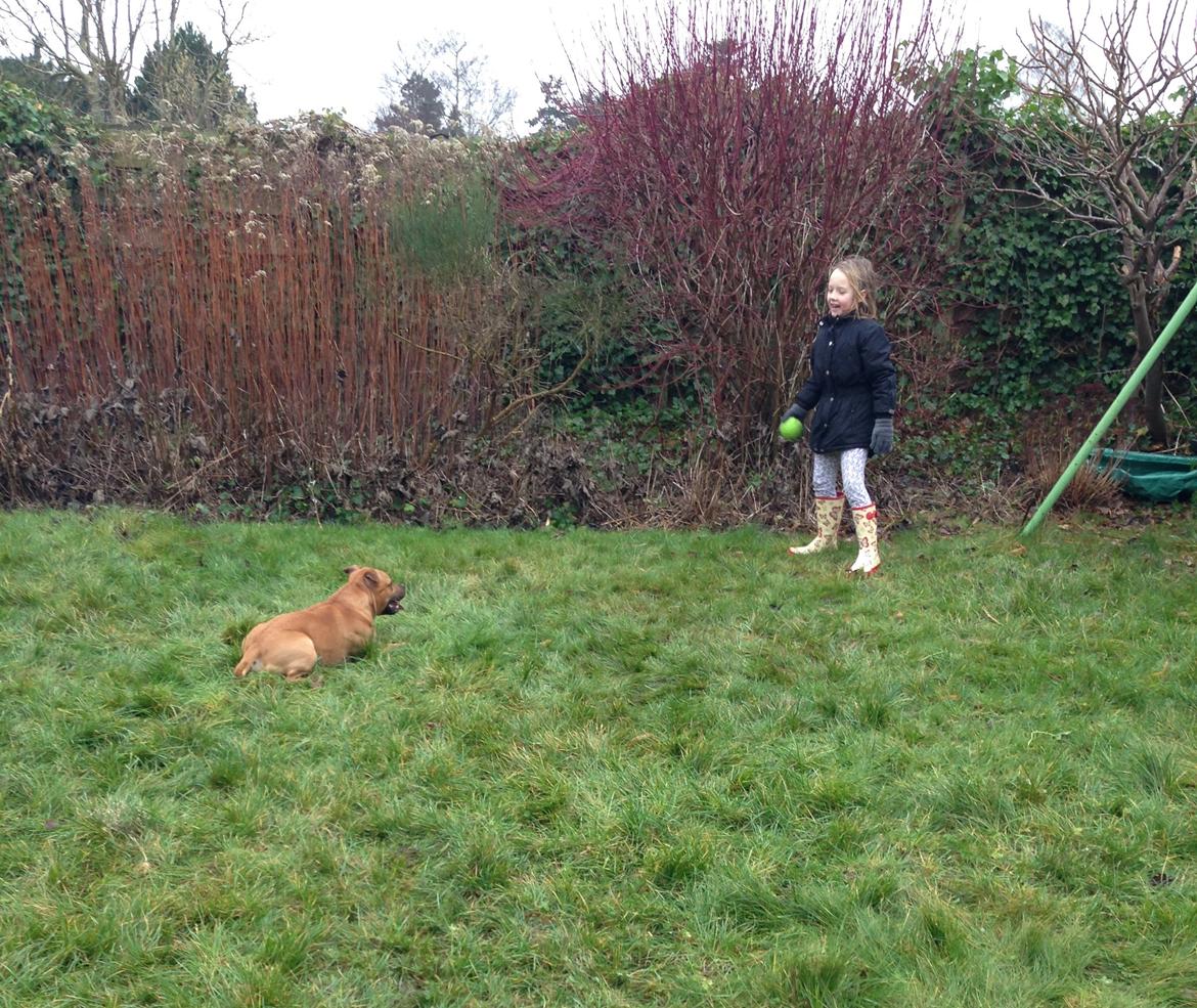 Elo`s HundeLiv billede 13