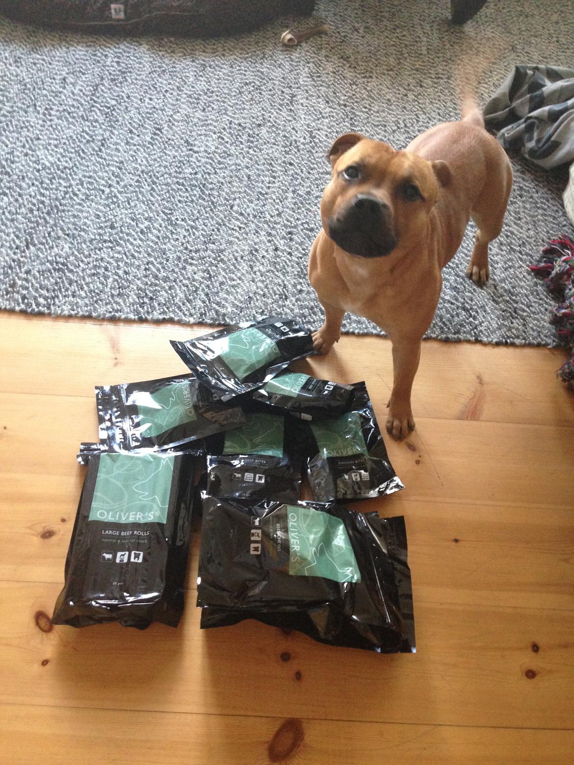 Elo`s HundeLiv billede 8