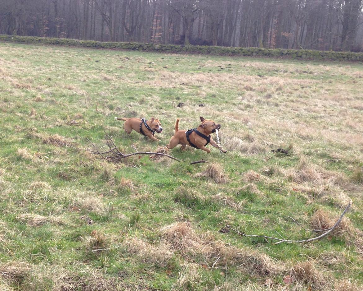 Elo`s HundeLiv billede 6